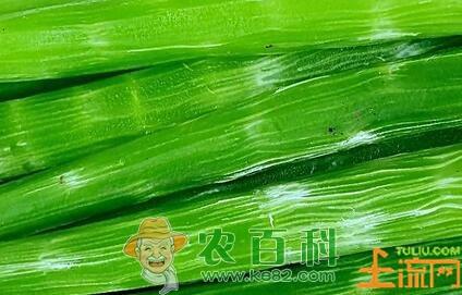 莴笋原产地在地中海　中国莴笋产地首推河北