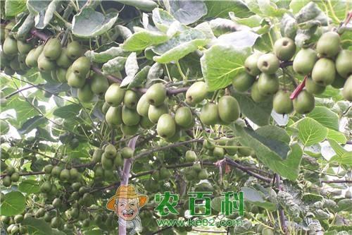 农村有没有亩产万元的农作物？听听老农怎么说