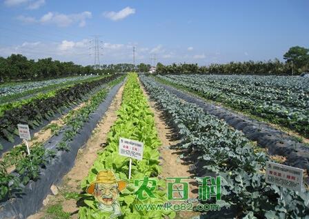 什么是蔬菜栽培制度？什么是可持续栽培和轮作栽培？