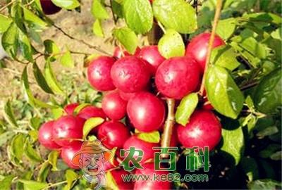 钙果高产优质栽培技术