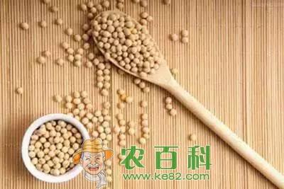 今年不种玉米、种大豆？盲目改种有风险，这几点要先考虑好！