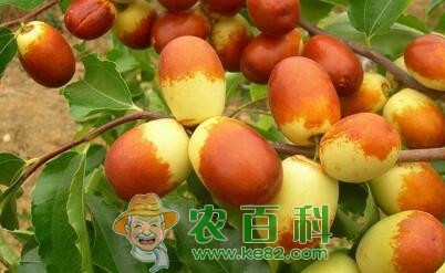 枣树的需肥特点以及高产施肥技术、时间
