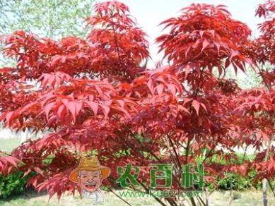 红枫种植技术 红枫种植方法