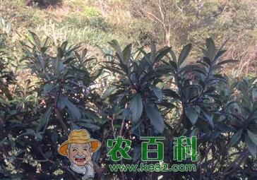 种在院子里的枇杷树能长多高?栽下几年后能结果?