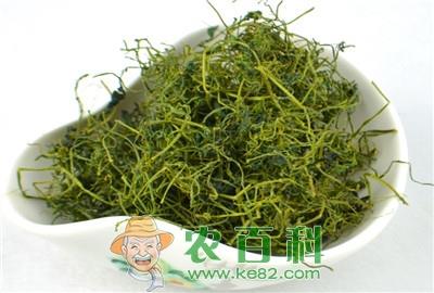 家种绞股蓝的栽培技术