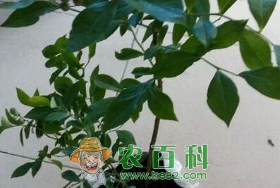 蓝莓树长什么样？种植几年后才可以结果？