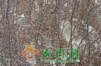 花椒树6