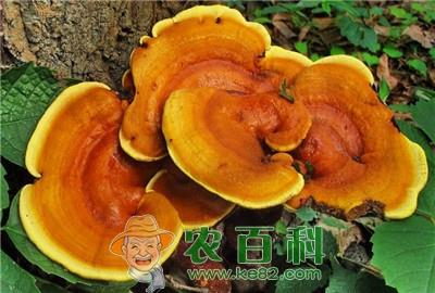 能让灵芝丰产的栽培技术