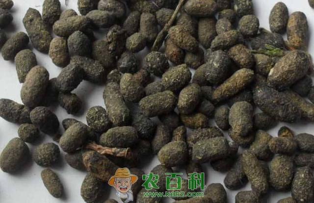 农民养起了“会飞的老鼠”，靠卖老鼠屎赚钱，日收入过百