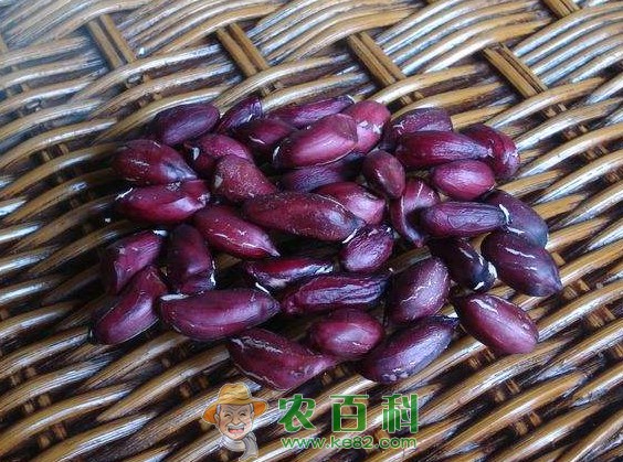 紫花生怎么种才高产?附紫花生高产科学种植技术