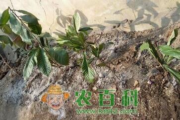 种在院子里的枇杷树能长多高?栽下几年后能结果?