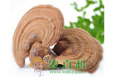 能让灵芝丰产的栽培技术