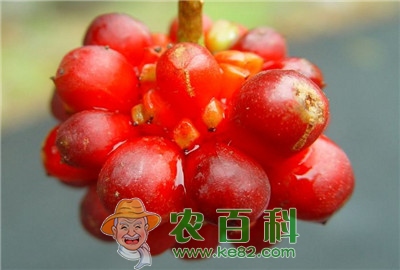 提升五味子优质高产的栽培技术