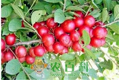 钙果高产优质栽培技术