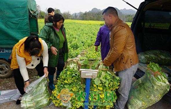 未来2年，农村这3大行业迎来春天，2类农民很吃香，现在还不晚！