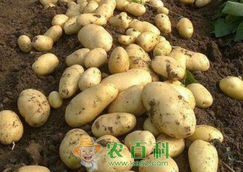 土豆多少钱一斤？最新土豆价格行情走势分析