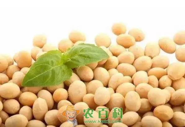 今年不种玉米、种大豆？盲目改种有风险，这几点要先考虑好！