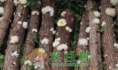 湖北地区适合种哪三种食用菌？