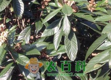 种在院子里的枇杷树能长多高?栽下几年后能结果?