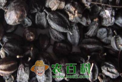 剌五加籽的功效与作用、泡水的方法