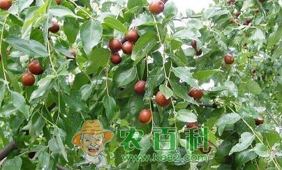 枣树的需肥特点以及高产施肥技术、时间
