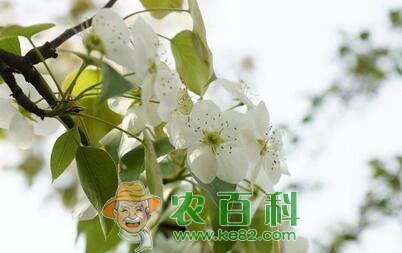 梨树的需肥特点以及丰产施肥技术、时间