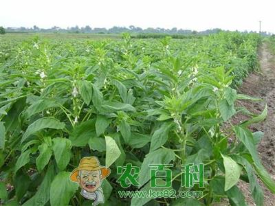 有机茄果类蔬菜病虫草害综合防治