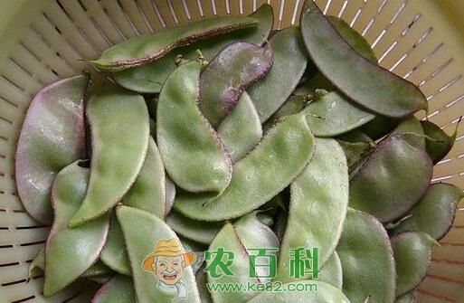 扁豆栽培技术要点、播种时间是什么时候?