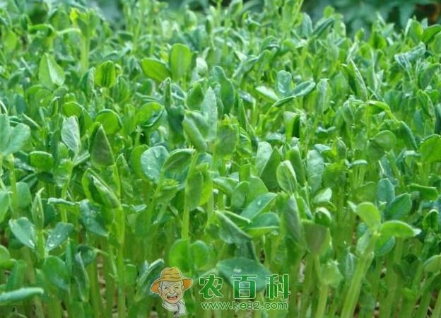 芽菜的栽培技巧和注意事项