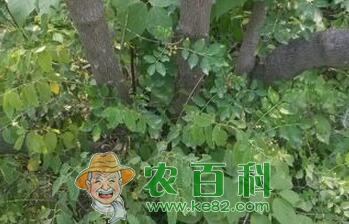 花椒树能活多少年?栽下几年后可以结果?