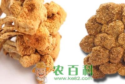 滑子菇原产地在日本　辽宁、河北、黑龙江为我国主产区