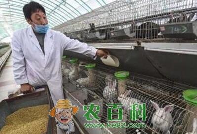 河北枣强：彩色獭兔养殖助农民敲开脱贫致富门
