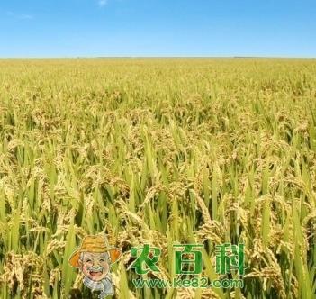 稻田杂草分布区域