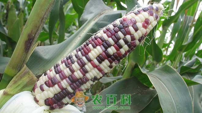 种植业结构怎么调?特色农作物种植多