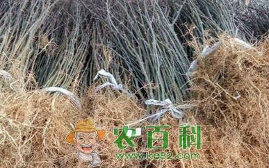 花椒树能活多少年?栽下几年后可以结果?
