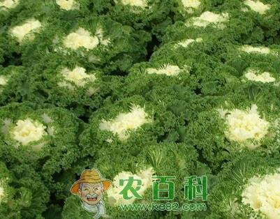 秋季露地有机甘蓝栽培技术
