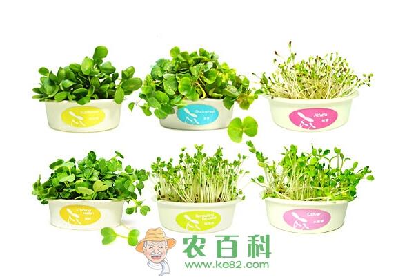 芽菜的栽培技巧和注意事项
