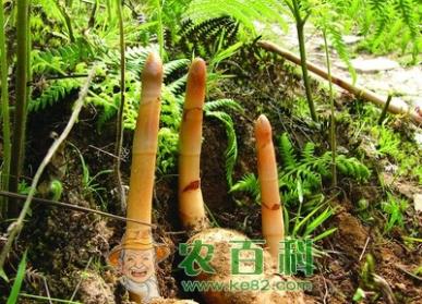 刘炳仁种植天麻技术