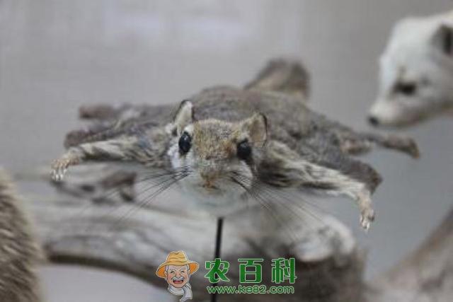 农民养起了“会飞的老鼠”，靠卖老鼠屎赚钱，日收入过百