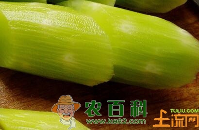 莴笋原产地在地中海　中国莴笋产地首推河北