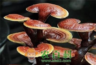 能让灵芝丰产的栽培技术