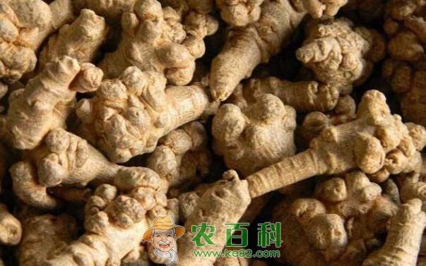 三七价格多少钱一斤?三七后市价格行情走势分析