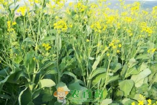 陕西:油菜多功能综合利用获突破 新开发双低菜籽油受青睐