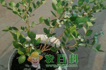 蓝莓树长什么样？种植几年后才可以结果？