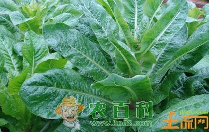 莴笋原产地在地中海　中国莴笋产地首推河北