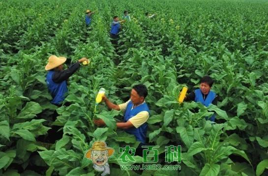 农村有没有亩产万元的农作物？听听老农怎么说