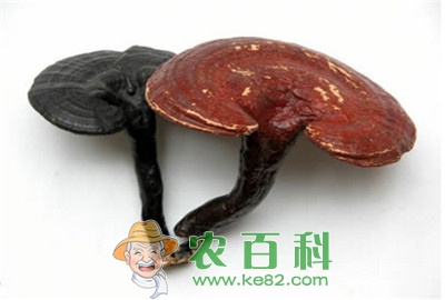 能让灵芝丰产的栽培技术