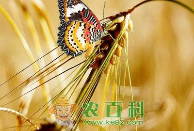 青稞产地集中在我国青藏川滇四省 西藏有五大著名青稞产地