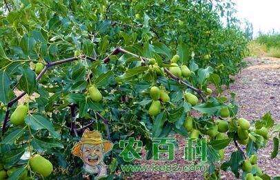 枣树的需肥特点以及高产施肥技术、时间