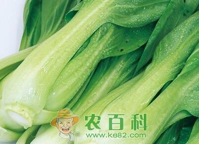 早春大棚有机小白菜栽培技术